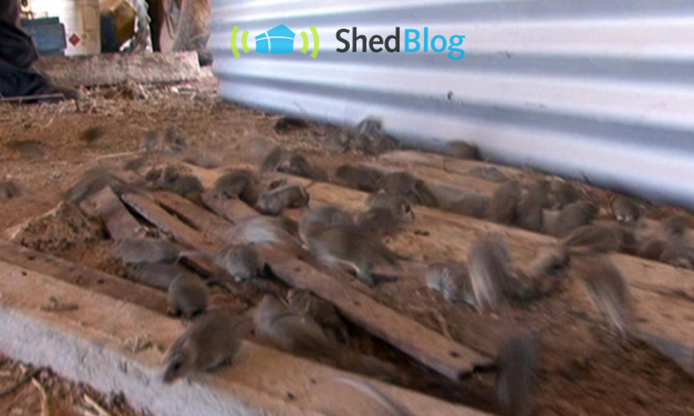 Australia’s Mouse and Vermin Plague 2011,  Seal your Shed