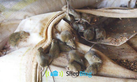 What is a Mice or Mouse Plague in Australia?