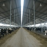 huge free stall dairy cattle facility in the USA