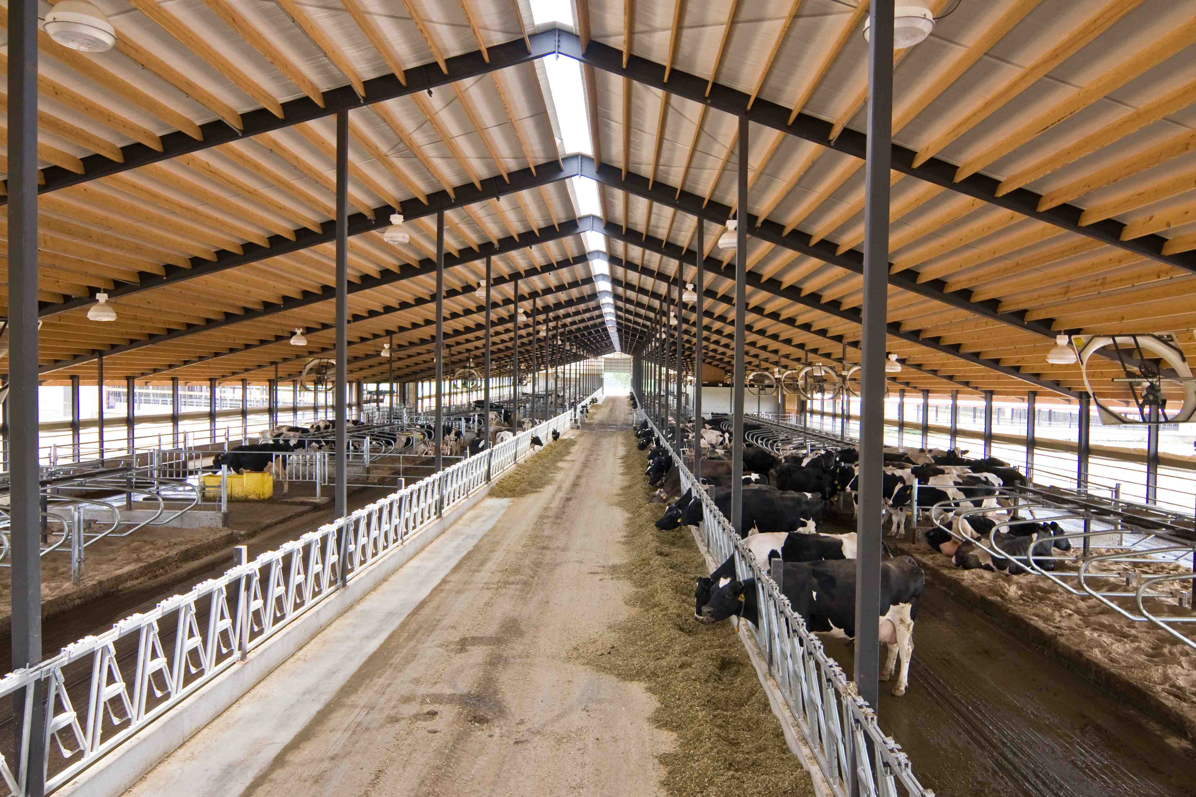 Effective Construction Ideas & Methods for Free Stall Barns