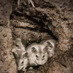 MICE ON THE MOVE – POTENTIAL FOR MOUSE PLAGUE CONDITIONS 2020 & 2021