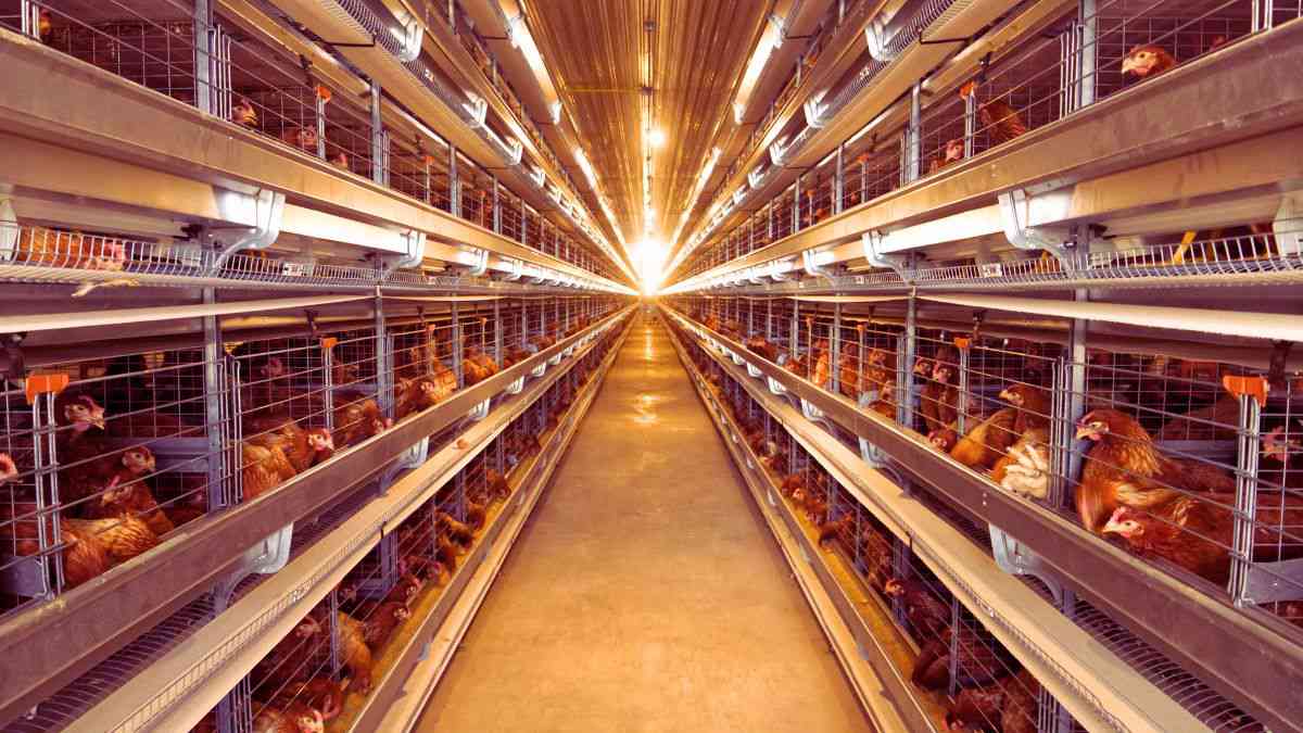 Modern Chicken Steel Shed Farm