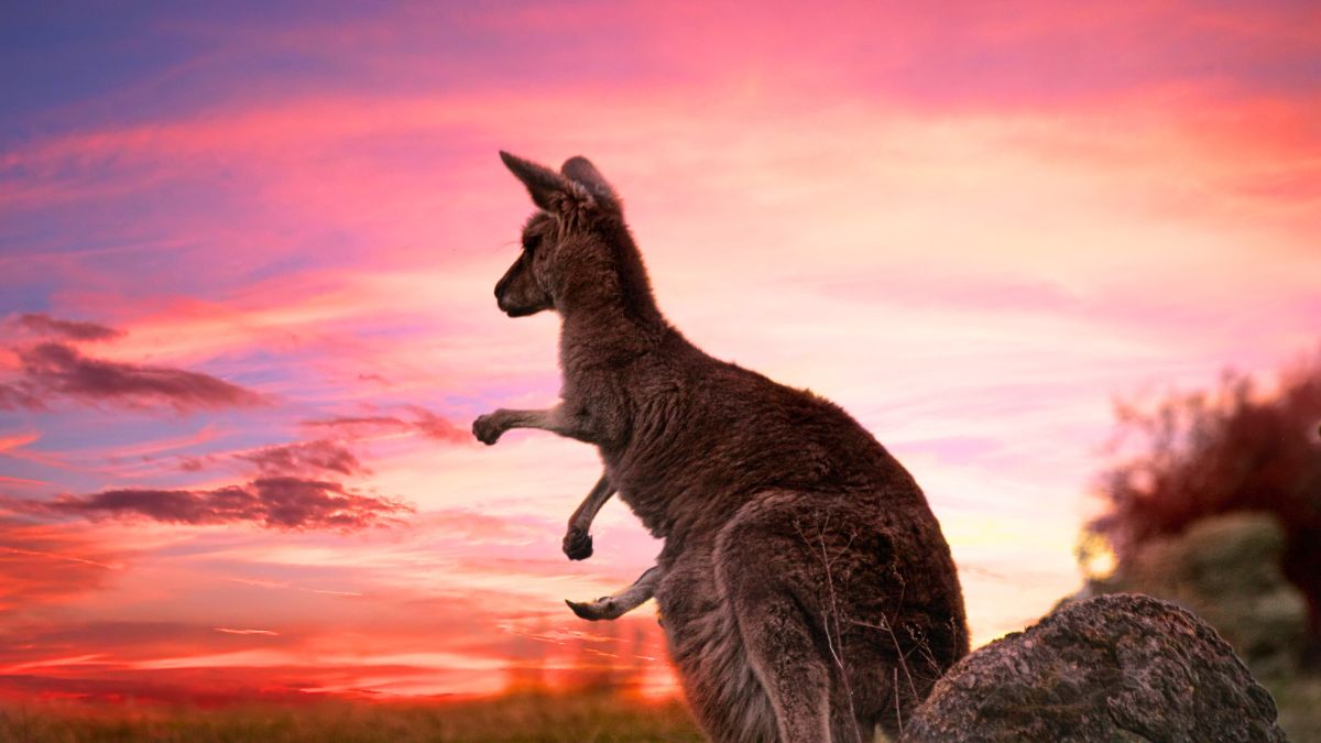 Kangaroo and a Beautiful Summer Sunset