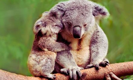 Wildlife Wonders: The Best Parks and Reserves in Australia