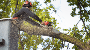 Tree Pruning, Cutting and Removal
