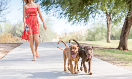 Guide to Choosing the Right Retractable Dog Lead