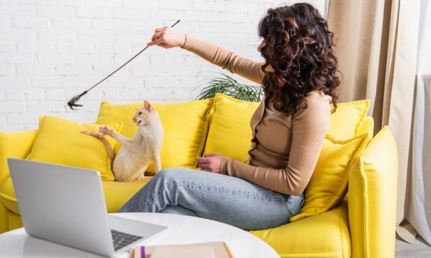 Cat Runs for Apartments: Is It Possible?