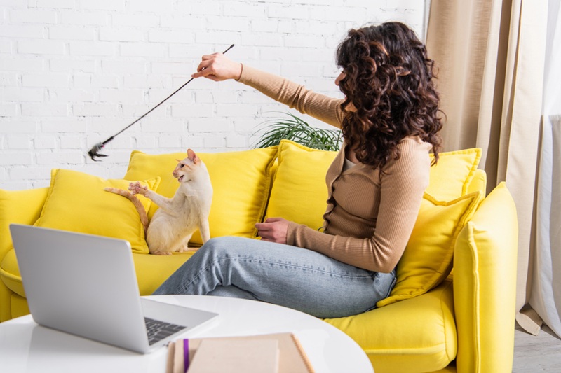 Brunette freelancer playing with oriental cat near laptop Brunette freelancer playing with oriental cat near laptop