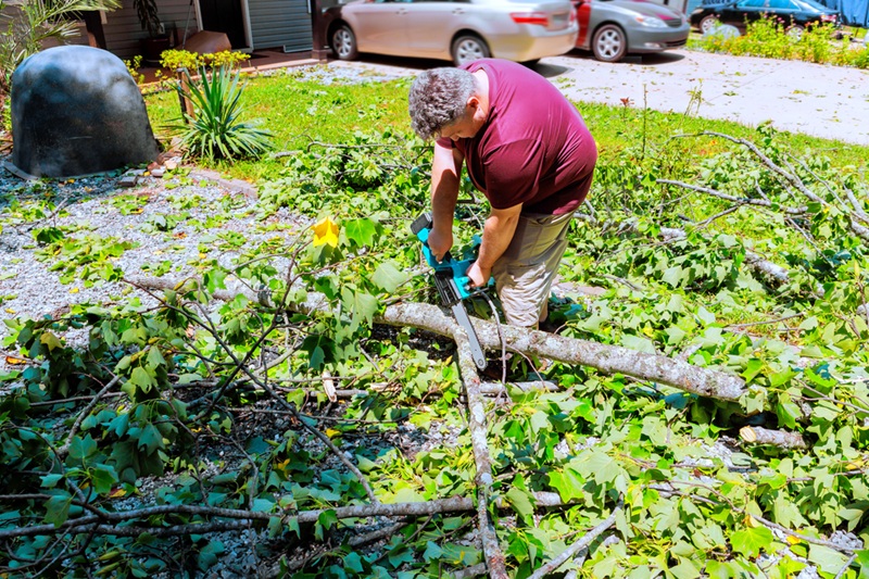 Man cutting fallen tree branches in residential yard following storm cleanup efforts Man cutting fallen tree branches in residential yard following storm cleanup efforts