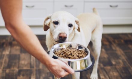 The Complete Guide to Choosing the Best Dog Food in Australia for Shed Owners and Outdoor Living