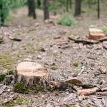Dry wood stumps of cut tree and green moss in forest