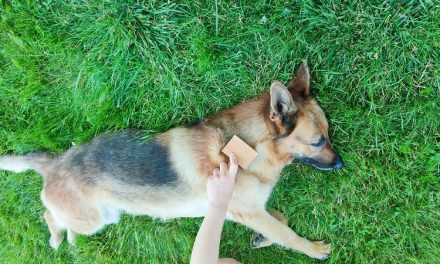 Do German Shepherds Shed a Lot? The Honest Truth About Fur, Seasons, and Everyday Life