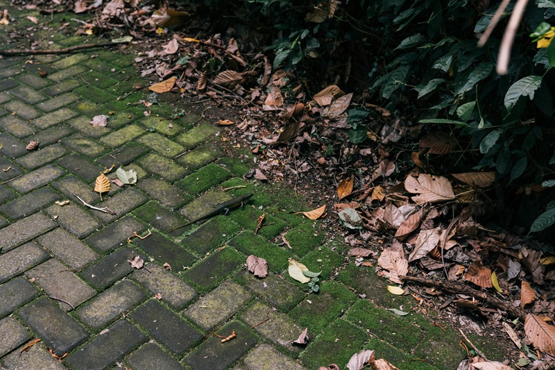 A small, dark lizard crawls across a mossy, leaf-strewn brick path