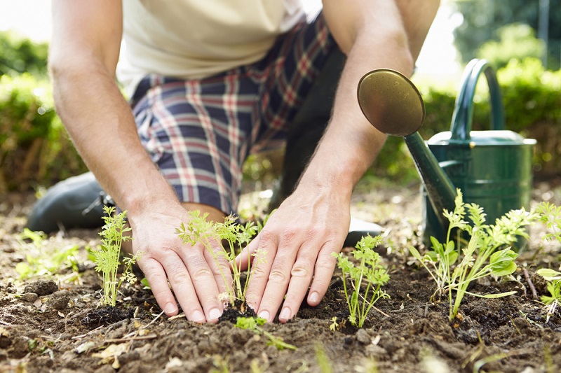 Man Planting Seedlings In Ground