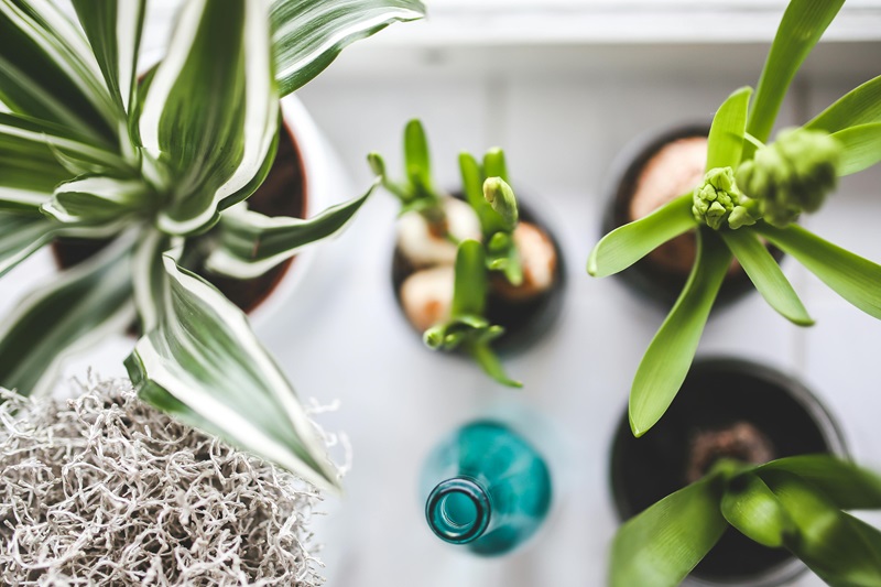 Top view of houseplants on white background