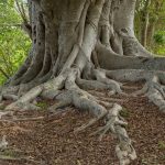 Close-up of a massive tree trunk with thick visible roots