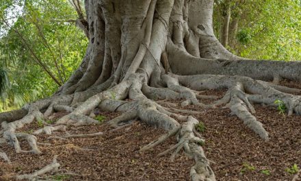 Why Tree Roots Are a Major Cause of Blocked Drains in Adelaide Homes