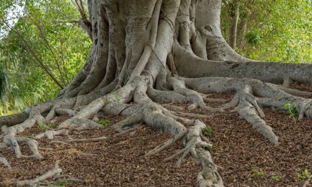 Why Tree Roots Are a Major Cause of Blocked Drains in Adelaide Homes