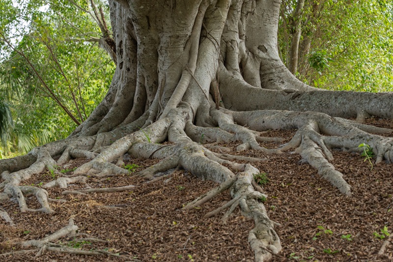 Close-up of a massive tree trunk with thick visible roots