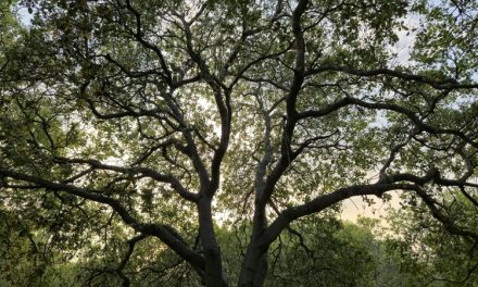 Assess Your Property for Safety Concerns and Follow These Tips