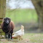 Ouessant Sheep and Chicken on a Rural Farm