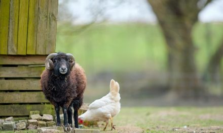 How to Prepare Your Land For Livestock