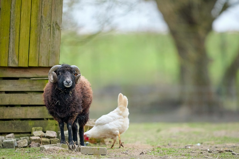 Ouessant Sheep and Chicken on a Rural Farm