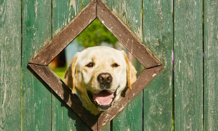 How to Dog-Proof Your Backyard Shed and Garden