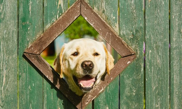 How to Dog-Proof Your Backyard Shed and Garden