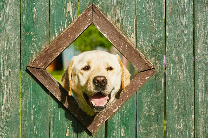 Curious dog looking from window in window fence