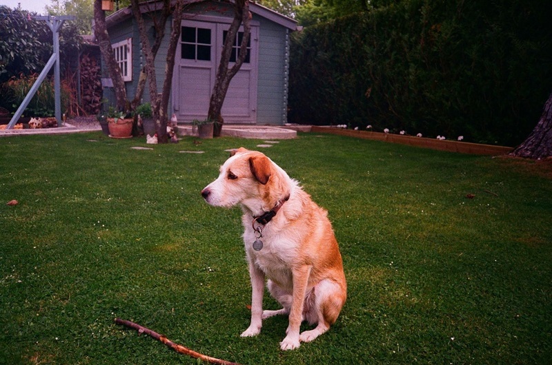 Long-Haired German Shepherd Lounging on Grass