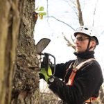 Professional Tree Trimming Maintenance Service