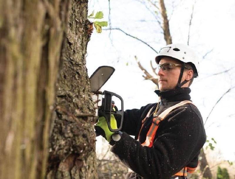Professional Tree Trimming Maintenance Service Professional Tree Trimming Maintenance Service