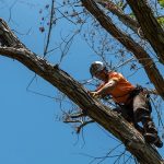 A arborist removing a large tree close using ropes