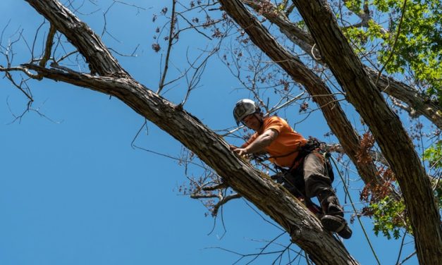 The Importance of Hiring a Certified and Insured Tree Removal Company