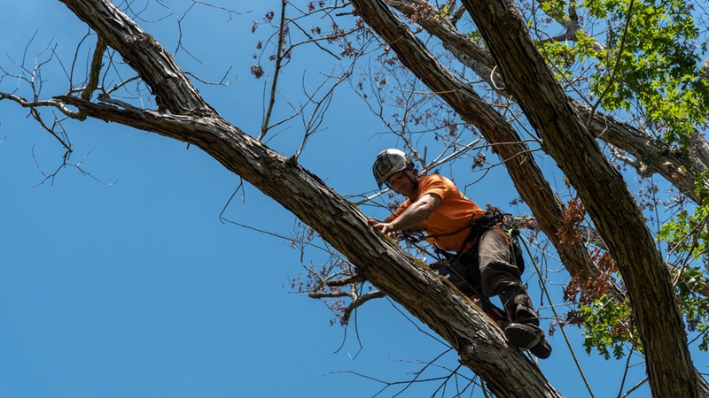 A arborist removing a large tree close using ropes A arborist removing a large tree close using ropes