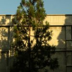A tree in front of a building