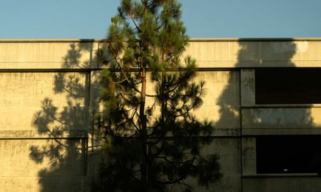 The Gum Tree Over Your Shed: Why That Tree Is a Liability, Not Just Shade