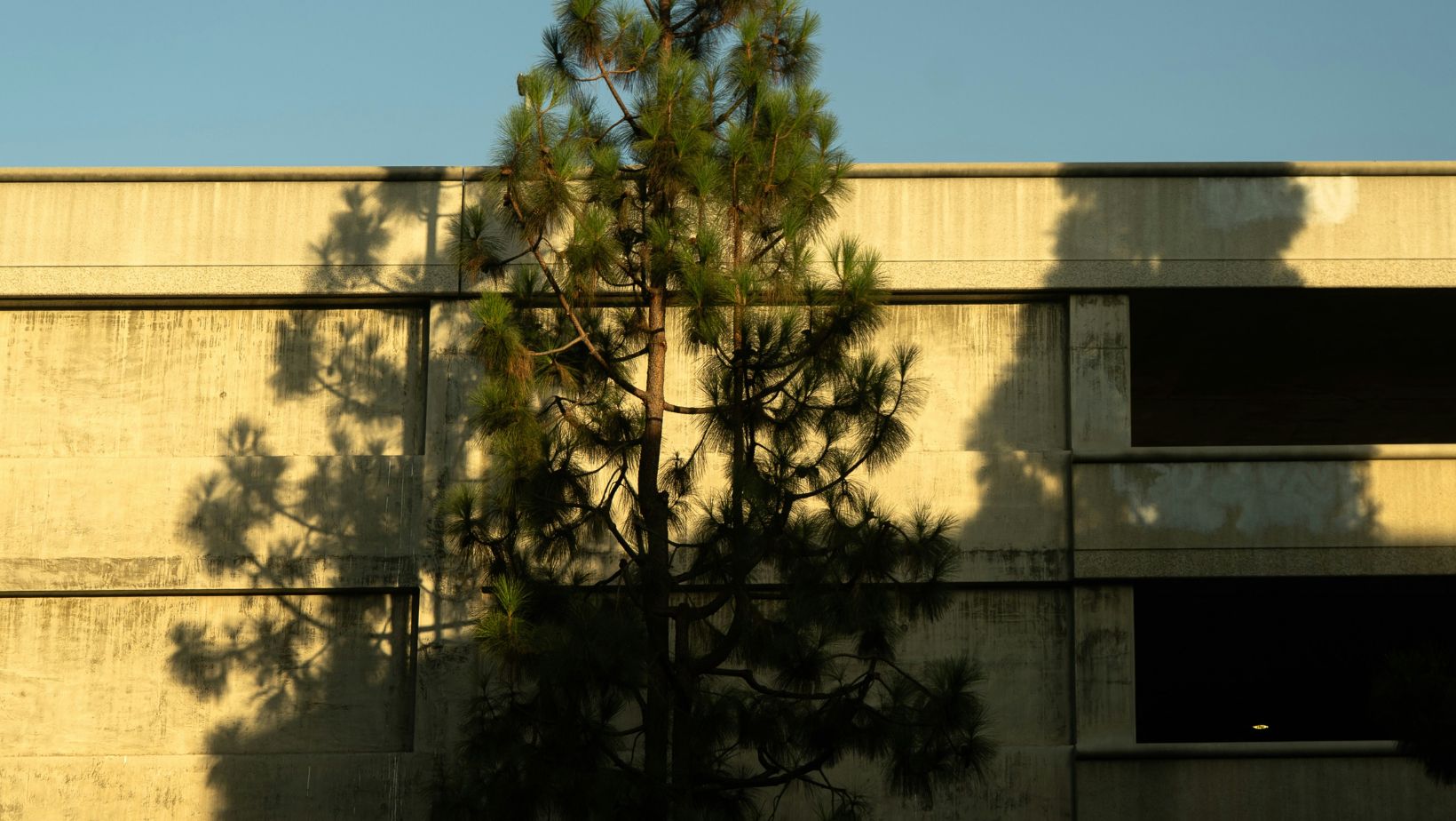 A tree in front of a building