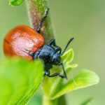 Close-up of a red poplar leaf beetle (Chrysomela populi) on a vibrant green leaf