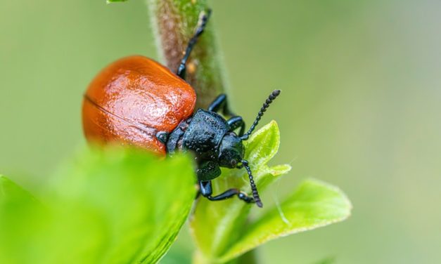 How To Deal With Garden Pests
