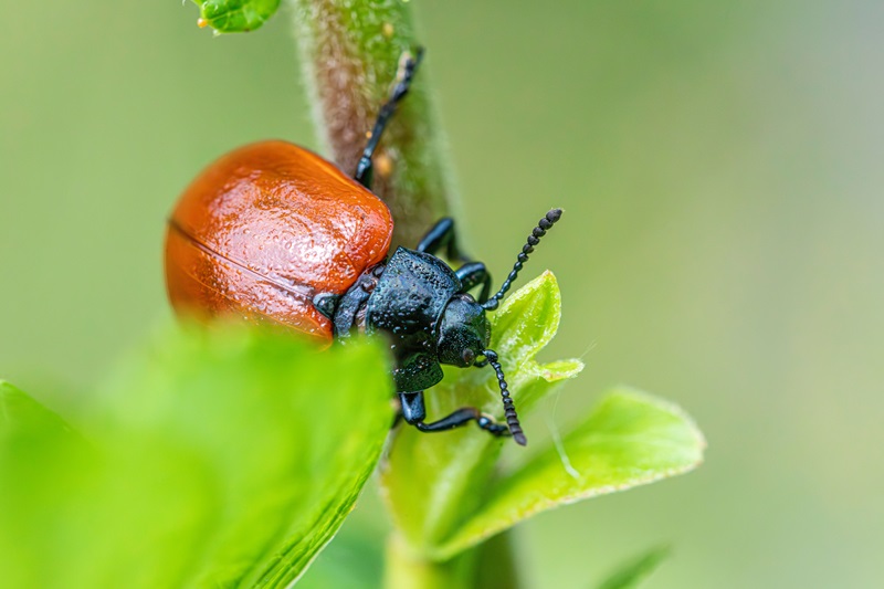 Close-up of a red poplar leaf beetle (Chrysomela populi) on a vibrant green leaf Close-up of a red poplar leaf beetle (Chrysomela populi) on a vibrant green leaf