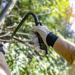 Gardener pruning a tree with a trimmer