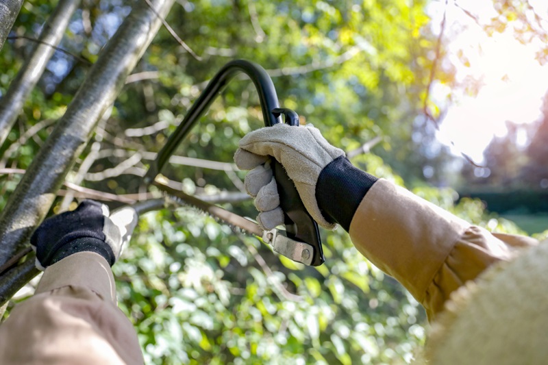 Gardener pruning a tree with a trimmer