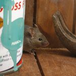 House Mouse