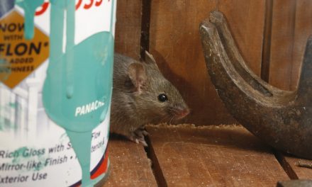 Got Mice in the Shed? The Trap You Pick Matters Less Than You Think