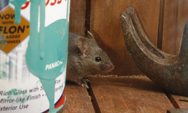 Got Mice in the Shed? The Trap You Pick Matters Less Than You Think