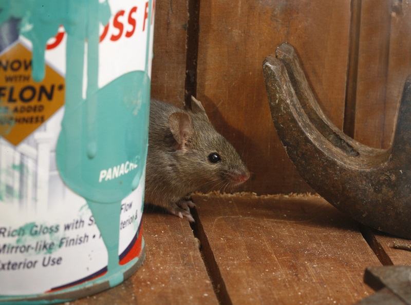 House Mouse