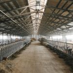 Interior of a Large Industrial Livestock Barn with Feeding Stalls