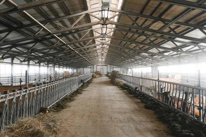 Interior of a Large Industrial Livestock Barn with Feeding Stalls